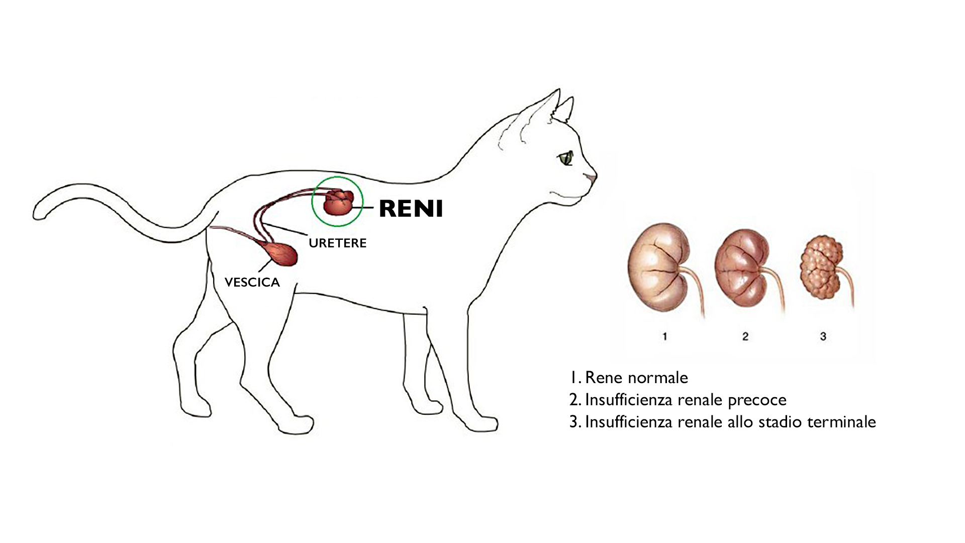 insufficienza-renale-gatto