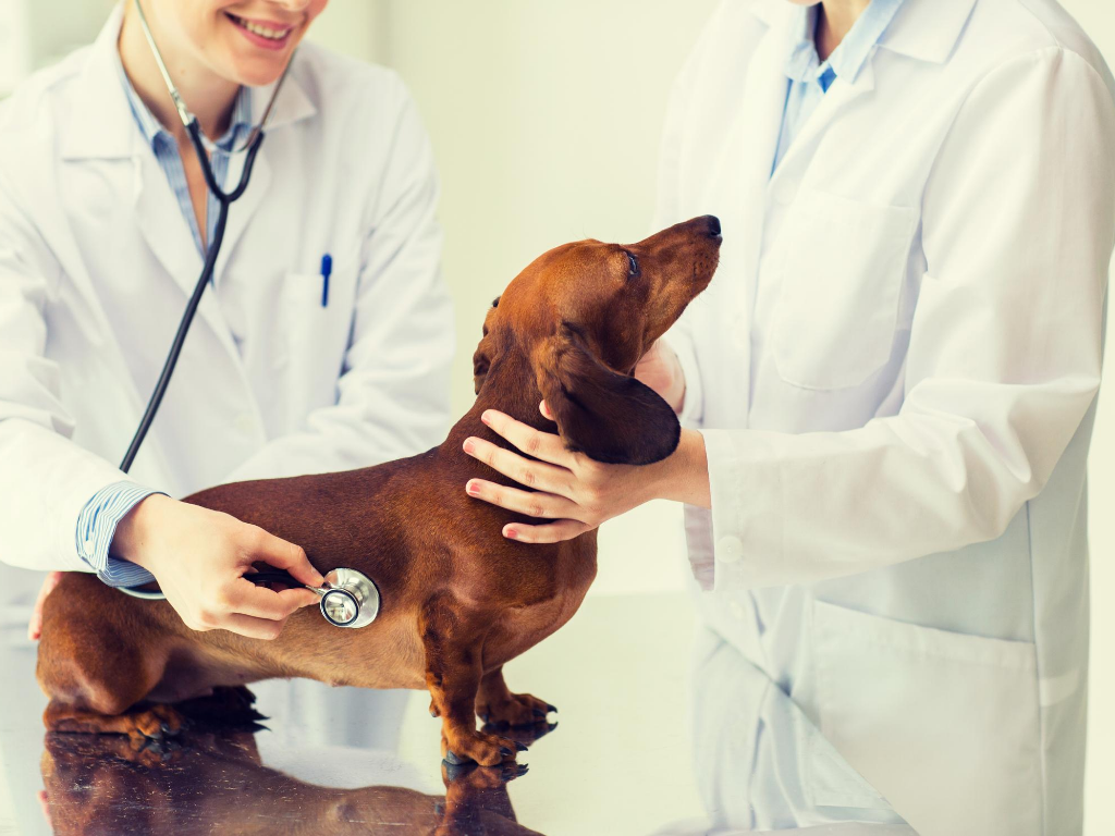 veterinario Ancona