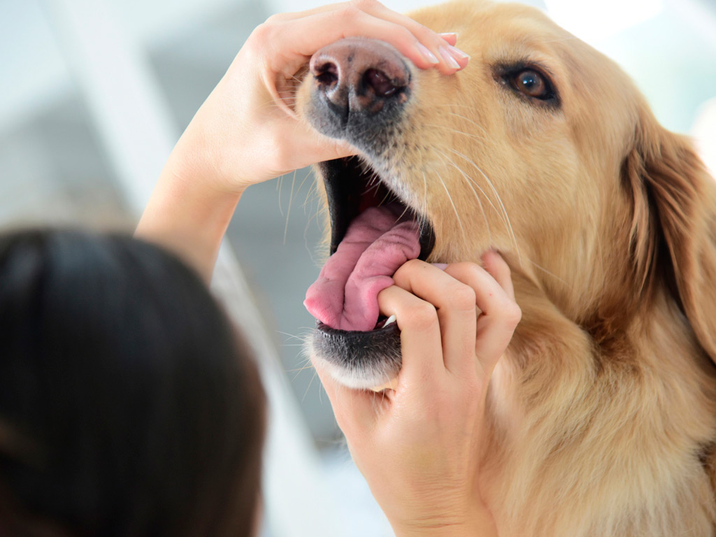 odontostomatologia veterinaria