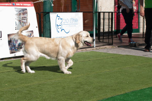 Grande successo per il Puppy Party