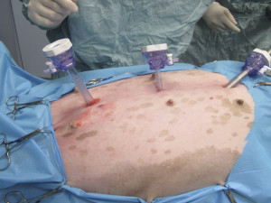 Evitare la torsione dello stomaco con la gastropessi preventiva