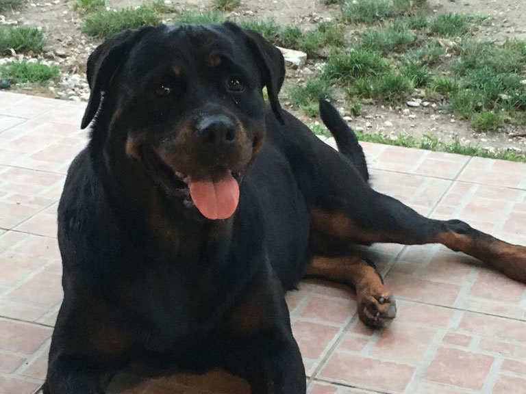 La storia di Kenya, Rottweiler di 5 anni