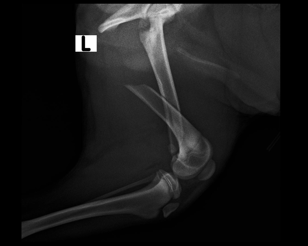 femore-pre-op