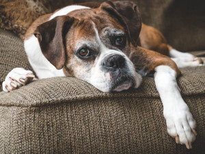 Servizio di oncologia veterinaria