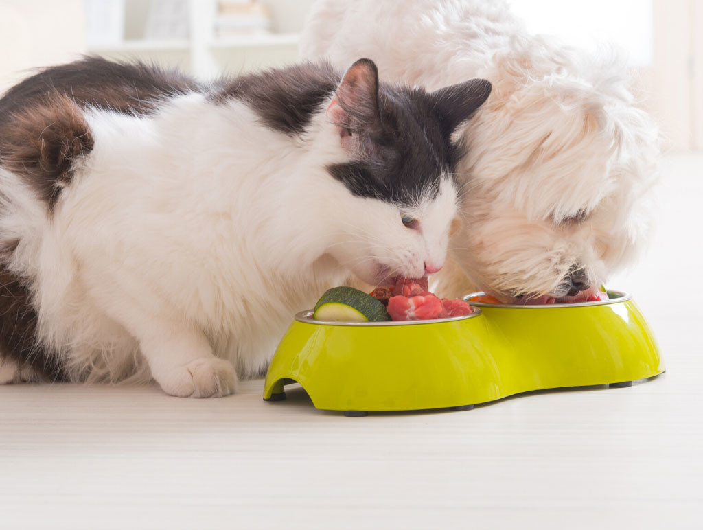 Alimentazione casalinga per cani e gatti