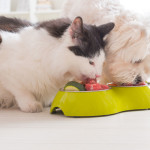 Alimentazione casalinga per cani e gatti