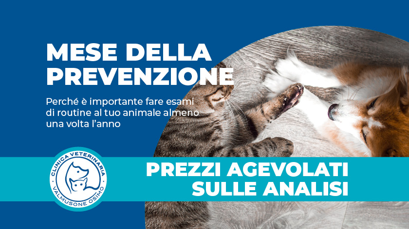 MESE DELLA PREVENZIONE: Perché è importante fare esami di routine al tuo animale almeno una volta l’anno